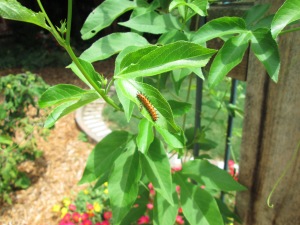 An early caterpillar