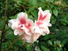 Blooming twice a year, Encore(R) azaleas can add color to fall gardens.
