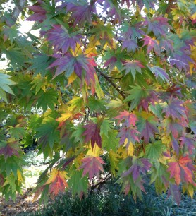 Acer shirasawanum 'Palmatifolium', Full Moon Japanese Maple, provides a lovely array of leaf colors during the fall season.
