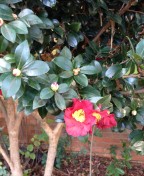 Camellia x vernalis 'Yuletide' usually blooms in December, hence its name. Mine is blooming a bit early this year - must have been influenced by the local retailers!
