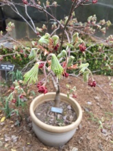 New growth on Japanese Maple
