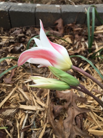 Species Tulip