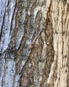 A well-camouflaged praying mantis