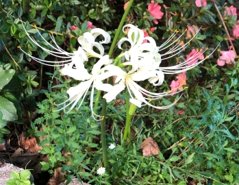 Lycoris radiata, aka "surprise lily".