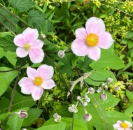 Japanese anemone. I think the buds are almost as pretty as the flowers.